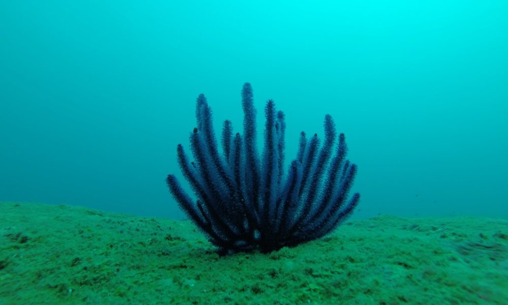 GOPR0346 [1600x1200]