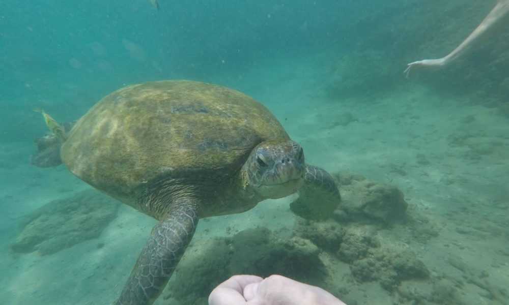 GOPR4016 [1600x1200]