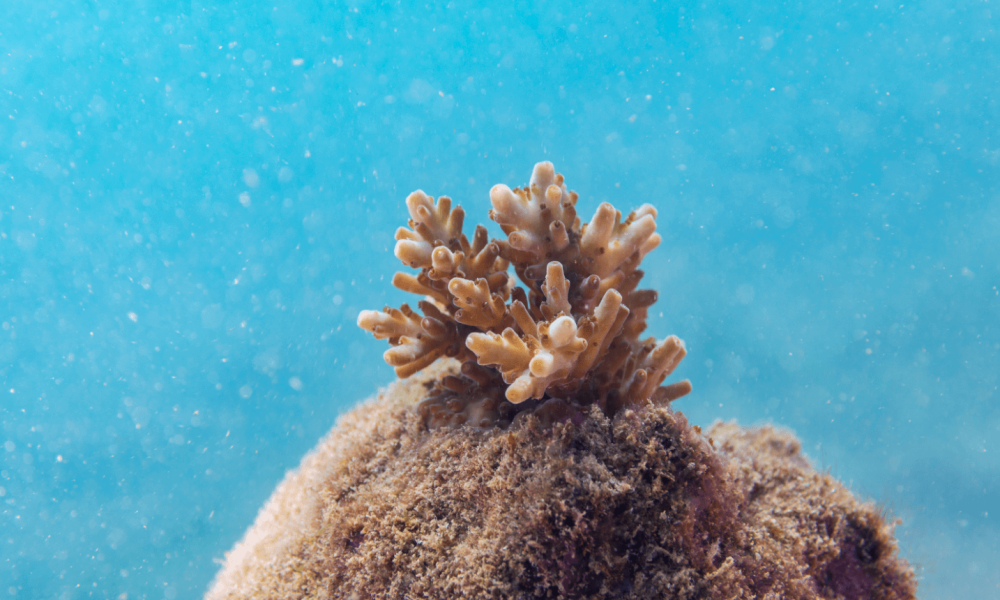 Screenshot 2025-11-21 at 10.38.50 PM